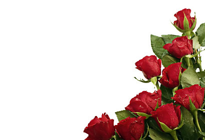 Fototapeta Roses of red 1438